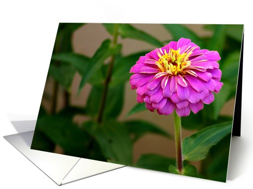Happy Birthday Teacher, Pink Flower card (645679)