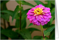 Happy Birthday Teacher, Pink Flower card