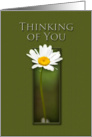 Thinking of You, White Daisy on Green Background card