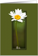 Blank Notecard, White Daisy on Green Background card