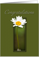 Congratulations, White Daisy on Green Background card