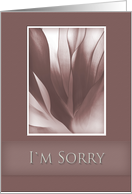 I’m Sorry, Pink Abstract on Pink Background card