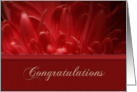 Congratulations, Flower Petals card