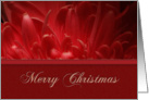 Merry Christmas, Flower Petals card