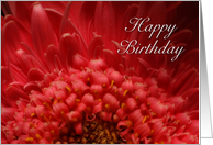 Happy Birthday, Flower Petals card