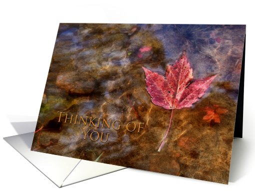 Thinking of You, Maple Leaf in River card (704450)