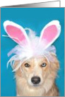 Border Collie I Ate the Easter Bunny Card