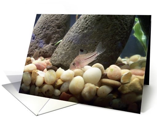 Leopard Cory card (432583)
