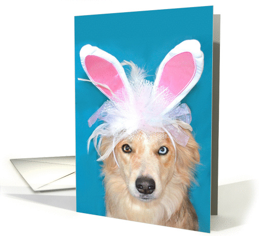 Border Collie I Ate the Easter Bunny card (963461)