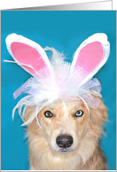 Border Collie I Ate the Easter Bunny Card