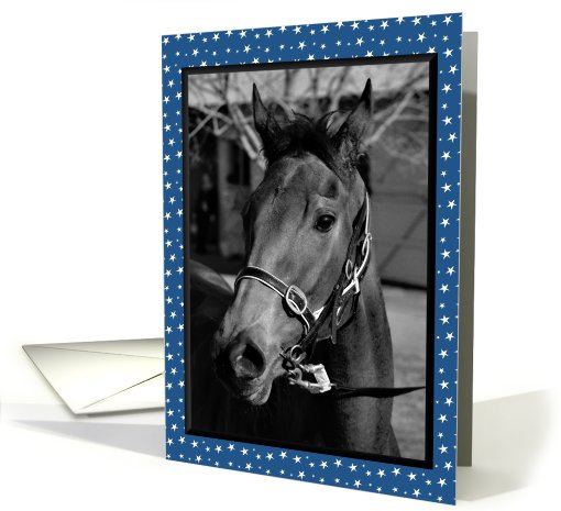 Horse Blank card (593814)