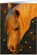 Horse Blank Card 
