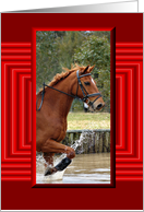 Horse Blank Card 