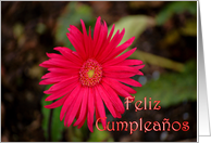 Feliz Cumpleaos Happy Birthday Spanish Birthday card