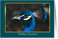 Peacock Wedding Invitation with dark teal custom card