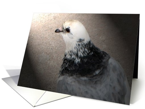 Pigeon card (463149)