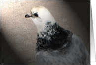 Pigeon card