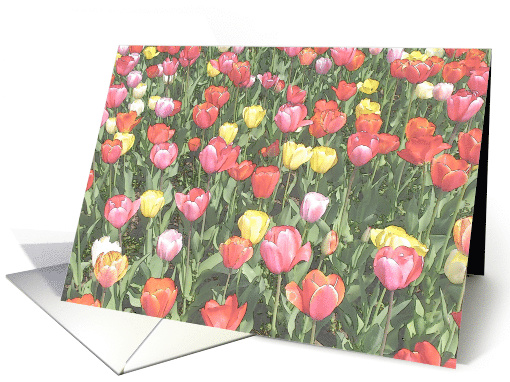 Field of Tulips card (463161)