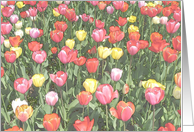 Field of Tulips card