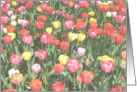 Field of Tulips card
