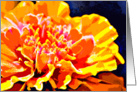 Vibrancy card