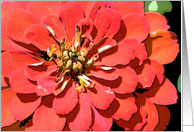 Red Zienna card