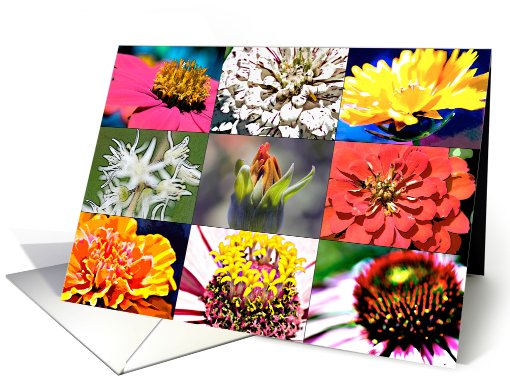 Flower Variety card (463221)