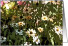 Daisy Patch card