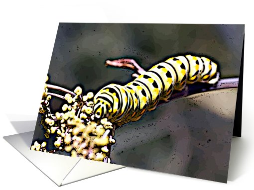 Black Swallowtail Caterpillar - I card (463231)