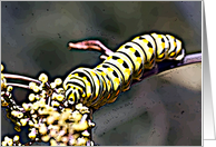 Black Swallowtail Caterpillar - I card