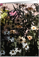 Daisy Patch II card