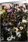 Daisy Patch II card