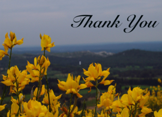 Yellow Flowers - Thank You Greeting Card