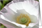 Light Pink Poppy Birthday card