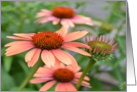 Echinacea Flowers Birthday card