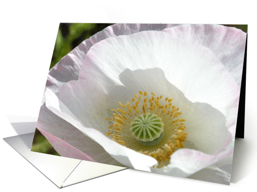 Light Pink Poppy Birthday card (836211)