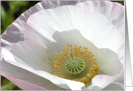 Light Pink Poppy Birthday card