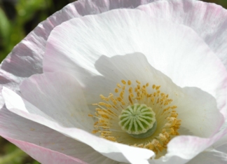 Light Pink Poppy...