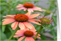 Echinacea Flowers Birthday card