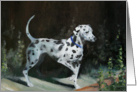 Dalmatian-Friend-Thinking of You card