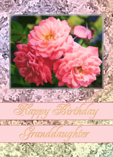 Granddaughter Birthday Old Fashioned Roses Greeting Card