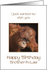 Brother-in-Law Birthday, Orang Utan Jokes card