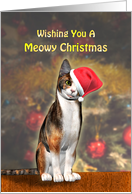 A Cute Cat in a Christmas Hat. card