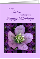 Sister, Birthday with a Purple Flower card