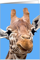 Giraffe wants a kiss card