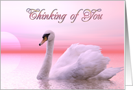 Thinking of You Swan...