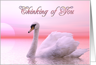 Thinking of You Swan Swimming card