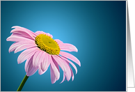 Beautiful Pink Daisy Blank Note card