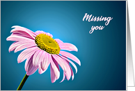 Missing You, Beautiful Pink Daisy card