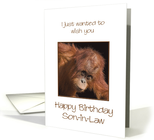 Son-in-Law Birthday, Orang Utan Jokes card (304402)